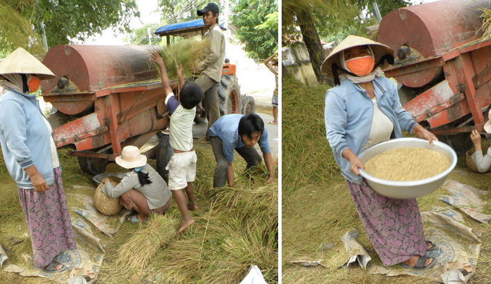 Bau Truc potters harvest